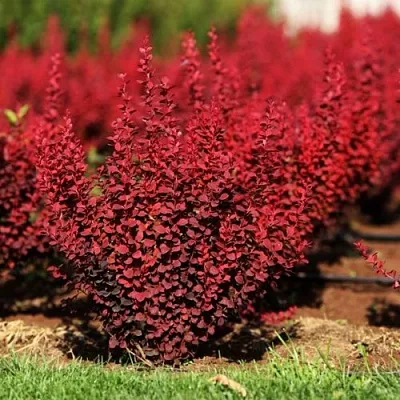 Барбарис Оранж рокет Барбарис Оранж рокет