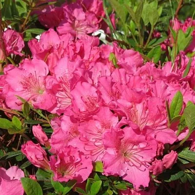 Азалия КИРСТИН японская  Азалия КИРСТИН японская в Бресте