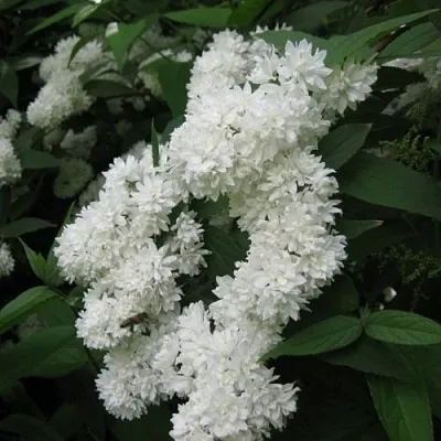 Дейция КАНДИДИССИМА шершавая в Бресте