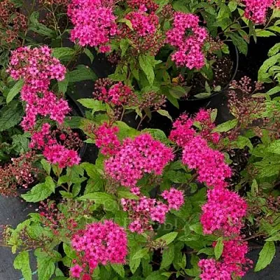 Спирея АНТОНИ ВАТЕРЕР японская  Спирея АНТОНИ ВАТЕРЕР японская в Бресте