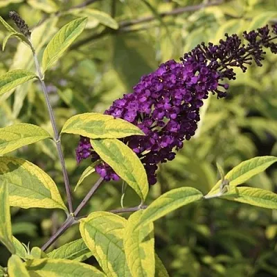 Буддлея давида САНТАНА   Буддлея давида САНТАНА  в Бресте