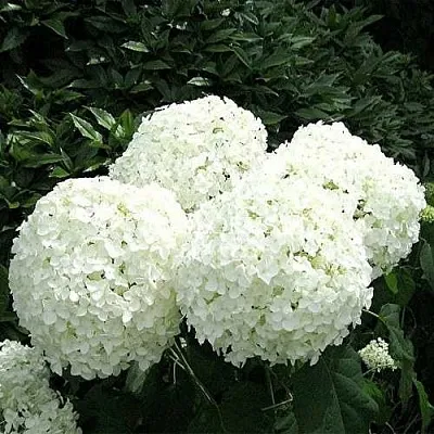 Гортензия АННАБЕЛЬ древовидная  Гортензия АННАБЕЛЬ древовидная в Бресте