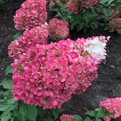 Гортензия СТРОБЕРРИ БЛОССОМ метельчатая   Гортензия СТРОБЕРРИ БЛОССОМ метельчатая  в Бресте