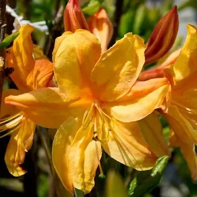 Азалия ГОЛДЕН ЛАЙТС листопадная  Азалия ГОЛДЕН ЛАЙТС листопадная в Бресте