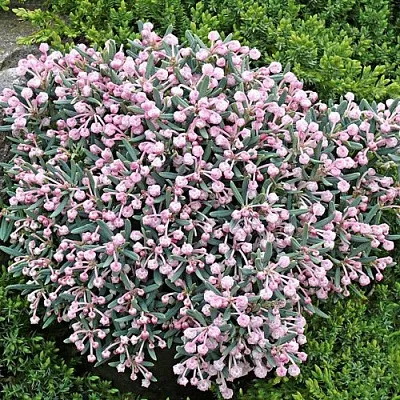 Андромеда БЛЮ АЙС многолистная    Андромеда БЛЮ АЙС многолистная   в Бресте