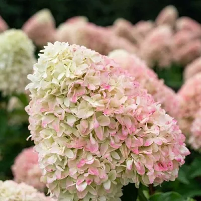 Гортензия САММЕР ЛАВ метельчатая  Гортензия САММЕР ЛАВ метельчатая в Бресте