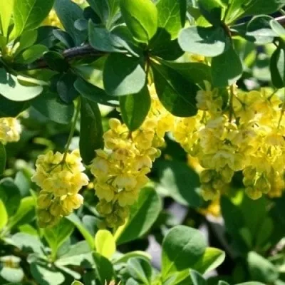 Барбарис ИНДИАН САММЕР   Барбарис ИНДИАН САММЕР  в Бресте