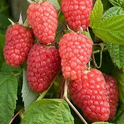 Малина КАСКАД ДЕЛАЙТ  Малина КАСКАД ДЕЛАЙТ в Бресте