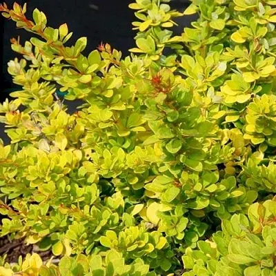 Барбарис СЕНСЕЙШЕН тунберга  Барбарис СЕНСЕЙШЕН тунберга в Бресте