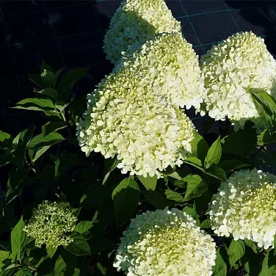 Гортензия СЕЛЕКШН метельчатая  Гортензия СЕЛЕКШН метельчатая в Бресте