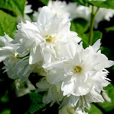 Жасмин ДАМ БЛАНШ в Бресте