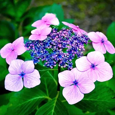 Гортензия БЛЮБЕРД пильчатая  Гортензия БЛЮБЕРД пильчатая в Бресте