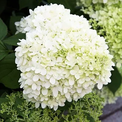 Гортензия УАЙТ ЛЕДИ метельчатая  Гортензия УАЙТ ЛЕДИ метельчатая в Бресте