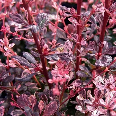 Барбарис АРЛЕКИН тунберга  Барбарис АРЛЕКИН тунберга в Бресте