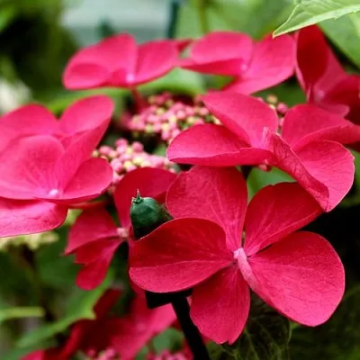 Гортензия РОТШВАНЦ крупнолистная  Гортензия РОТШВАНЦ крупнолистная в Бресте