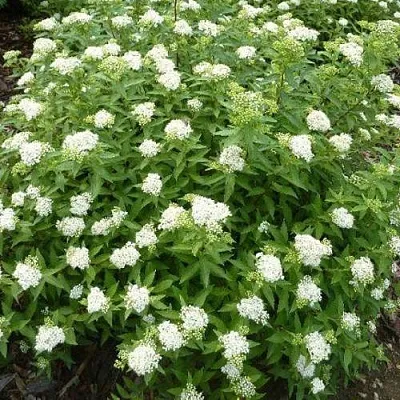 Спирея АЛЬБИФЛОРА японская  Спирея АЛЬБИФЛОРА японская в Бресте