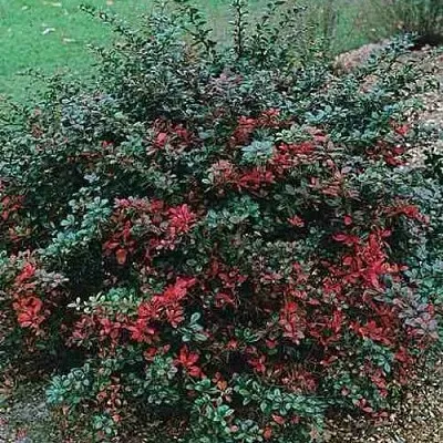 Барбарис РЕД ДЖЕВЕЛ средний   Барбарис РЕД ДЖЕВЕЛ средний  в Бресте