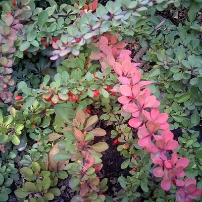 Барбарис ГРИН КАРПЕТ тунберга  Барбарис ГРИН КАРПЕТ тунберга в Бресте