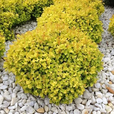 Барбарис БОНАНЗА ГОЛД тунберга  Барбарис БОНАНЗА ГОЛД тунберга в Бресте