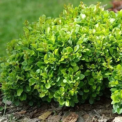 Барбарис КОБОЛЬД тунберга  Барбарис КОБОЛЬД тунберга в Бресте