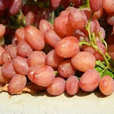 Виноград КИШМИШ ЛУЧИСТЫЙ — описание сорта Виноград КИШМИШ ЛУЧИСТЫЙ в Бресте