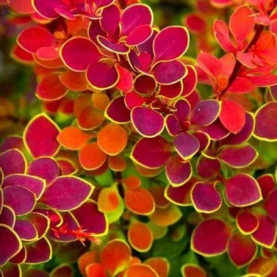 Барбарис ОРАНЖ САНРАЙЗ тунберга  Барбарис ОРАНЖ САНРАЙЗ тунберга в Бресте