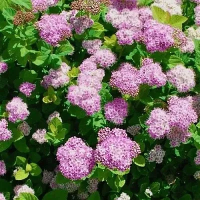 Спирея ПИНК СПАРКЛЕР  Спирея ПИНК СПАРКЛЕР в Бресте