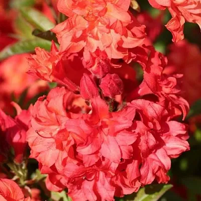Азалия ФОЙЕРКОПФЕН крупноцветковая  Азалия ФОЙЕРКОПФЕН крупноцветковая в Бресте