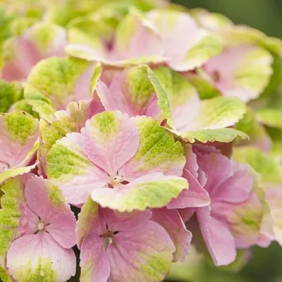 Гортензия МЭДЖИКАЛ КРИСТАЛЛ крупнолистная  Гортензия МЭДЖИКАЛ КРИСТАЛЛ крупнолистная в Бресте