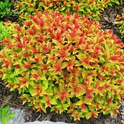 Спирея ГОЛДФЛЕЙМ  Спирея ГОЛДФЛЕЙМ в Бресте