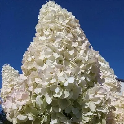 Гортензия ПОЛАР БИР метельчатая  Гортензия ПОЛАР БИР метельчатая в Бресте