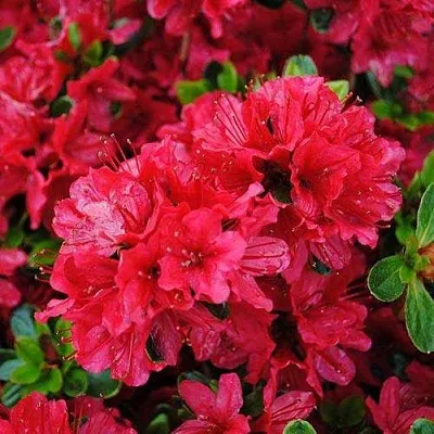 Азалия ХИНО КРИМСОН японская  Азалия ХИНО КРИМСОН японская в Бресте