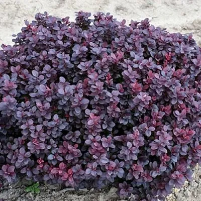 Барбарис КОНКОРД тунберга  Барбарис КОНКОРД тунберга в Бресте