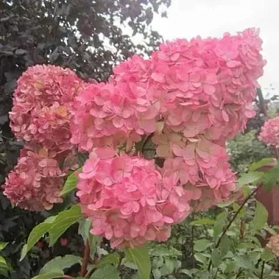 Гортензия АМАРИН метельчатая  Гортензия АМАРИН метельчатая в Бресте