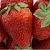Клубника ФЛАМИНИЯ в Бресте