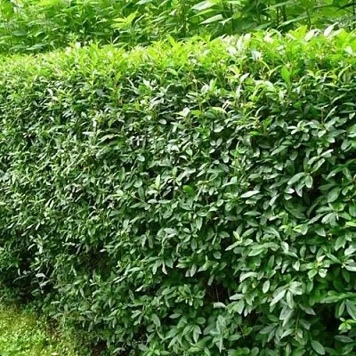 Бирючина обыкновенная  Бирючина обыкновенная в Бресте