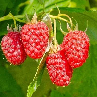 Малина ИЗОБИЛЬНАЯ  Малина ИЗОБИЛЬНАЯ в Бресте