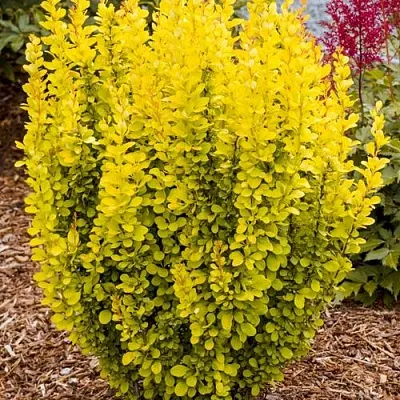 Барбарис ГОЛДЕН ТОРЧ тунберга  Барбарис ГОЛДЕН ТОРЧ тунберга в Бресте