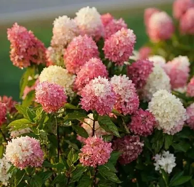 Гортензия ТАЧ ОФ ПИНК метельчатая  Гортензия ТАЧ ОФ ПИНК метельчатая в Бресте