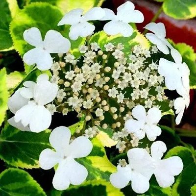 Гортензия МИРАНДА черешковая  Гортензия МИРАНДА черешковая в Бресте