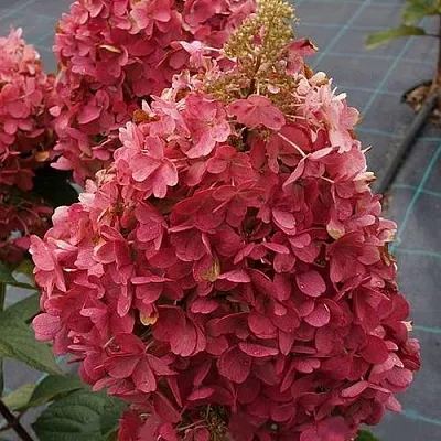 Гортензия КАНДЕЛАЙТ метельчатая  Гортензия КАНДЕЛАЙТ метельчатая в Бресте