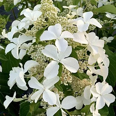 Гортензия ЛЕВАНА метельчатая  Гортензия ЛЕВАНА метельчатая в Бресте