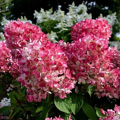 Гортензия ПИНК ДАЙМОНД метельчатая  Гортензия ПИНК ДАЙМОНД метельчатая в Бресте