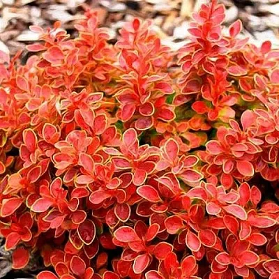 Барбарис КОРАЛ тунберга  Барбарис КОРАЛ тунберга в Бресте