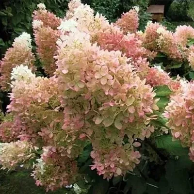 Гортензия ФАНТОМ метельчатая  Гортензия ФАНТОМ метельчатая в Бресте
