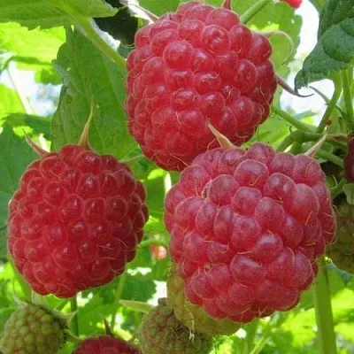 Малина НОВОСТЬ КУЗЬМИНА  Малина НОВОСТЬ КУЗЬМИНА в Бресте