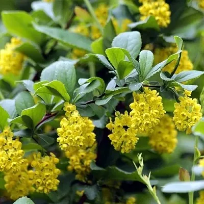 Барбарис корейский  Барбарис корейский в Бресте