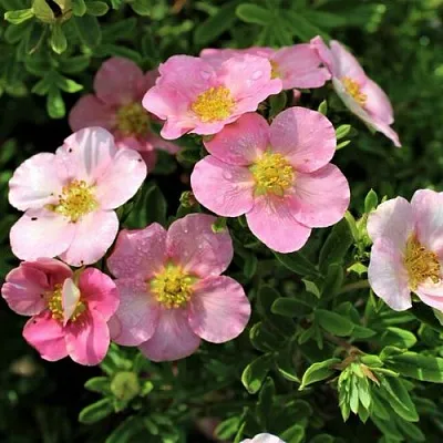 Лапчатка ЛАВЛИ ПИНК кустарниковая в Бресте