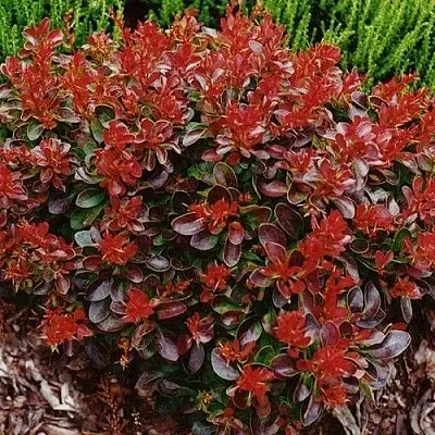 Барбарис КАРМЕН тунберга  Барбарис КАРМЕН тунберга в Бресте