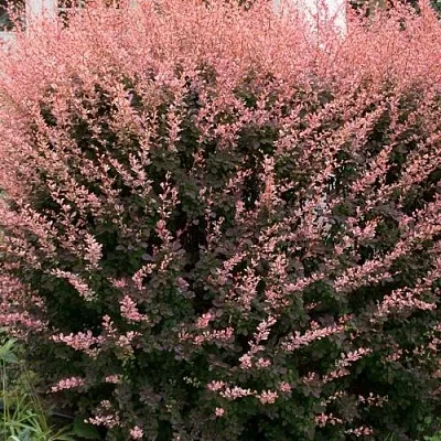 Барбарис РОУЗ ГЛОУ тунберга  Барбарис РОУЗ ГЛОУ тунберга в Бресте